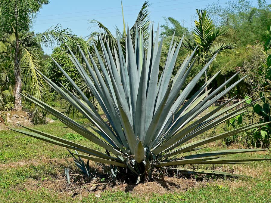 agave, ingrediente do Tequila